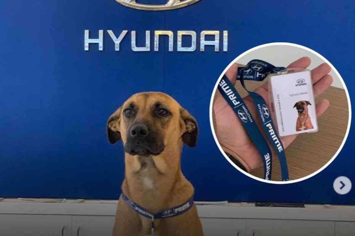 Cane assunto Hyundai dipendente onorario