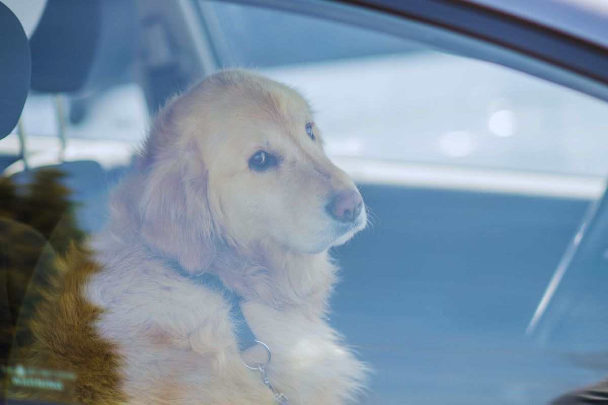 Cane in auto le regole